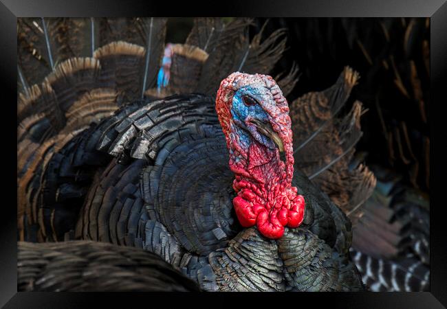 Wild Turkey Framed Print by Arterra 