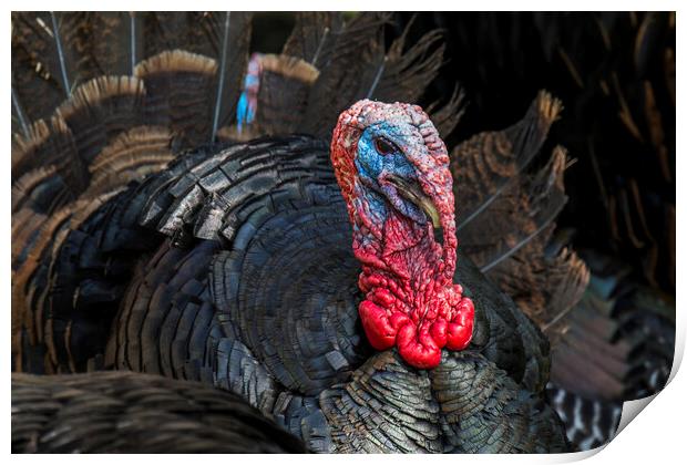 Wild Turkey Print by Arterra 
