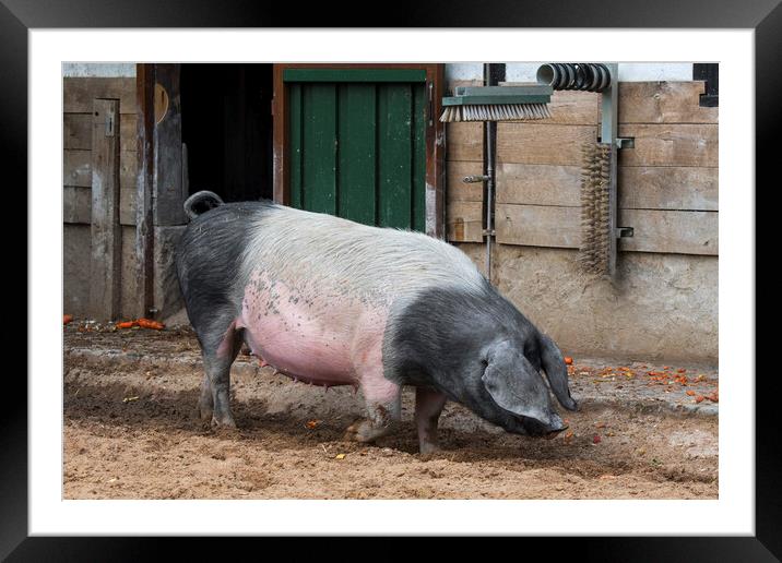 Swabian-Hall Swine at Farm Framed Mounted Print by Arterra 