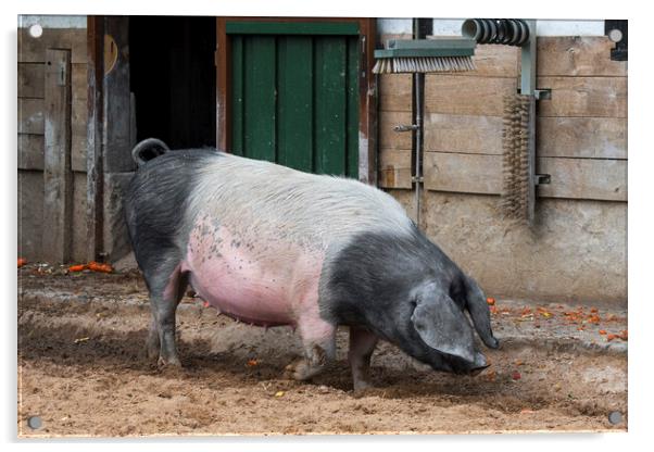 Swabian-Hall Swine at Farm Acrylic by Arterra 