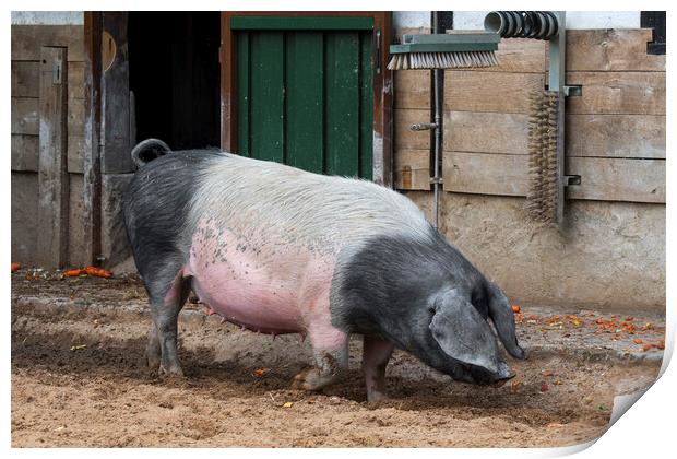 Swabian-Hall Swine at Farm Print by Arterra 