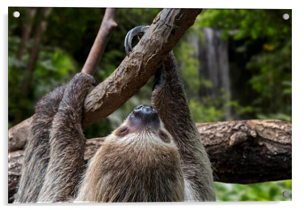 Linnaeus's Two-Toed Sloth in Rainforest Acrylic by Arterra 