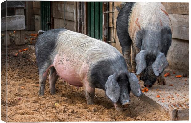 Two Swabian-Hall Swines at Farm Canvas Print by Arterra 