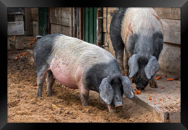 Two Swabian-Hall Swines at Farm Framed Print by Arterra 