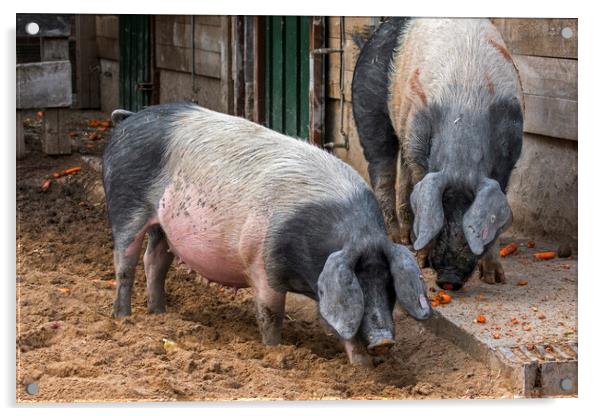 Two Swabian-Hall Swines at Farm Acrylic by Arterra 