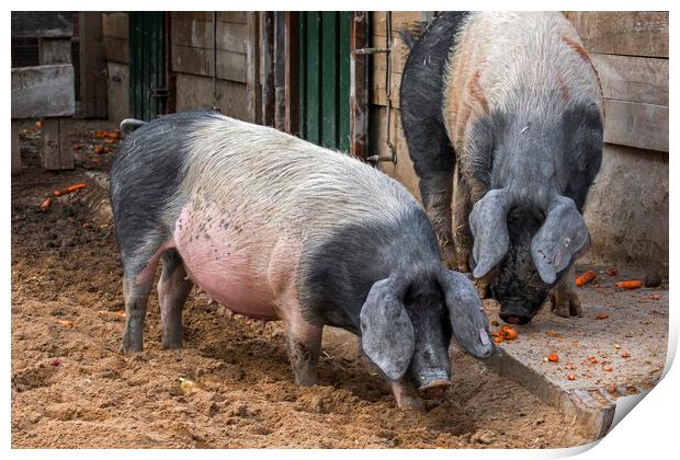 Two Swabian-Hall Swines at Farm Print by Arterra 