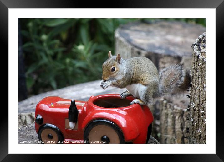 Nutty Squirrel Snacks Framed Mounted Print by Stephen Hamer
