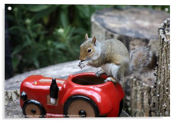 Nutty Squirrel Snacks Acrylic by Stephen Hamer