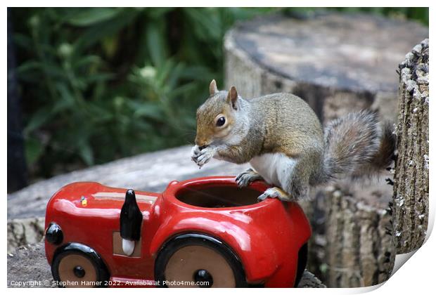 Nutty Squirrel Snacks Print by Stephen Hamer