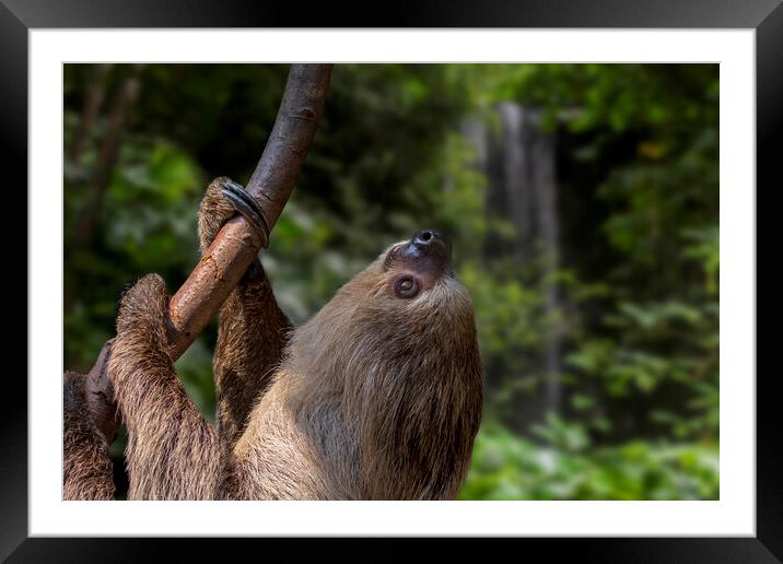 Linnaeus's two-toed sloth in Rain Forest Framed Mounted Print by Arterra 