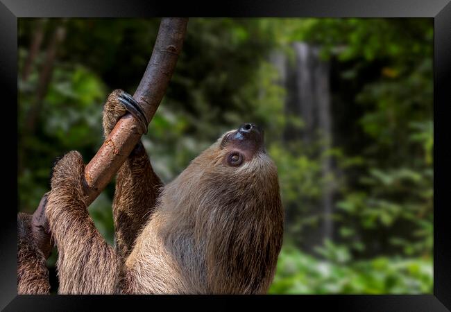 Linnaeus's two-toed sloth in Rain Forest Framed Print by Arterra 