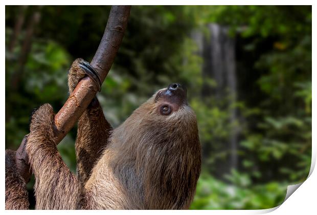 Linnaeus's two-toed sloth in Rain Forest Print by Arterra 