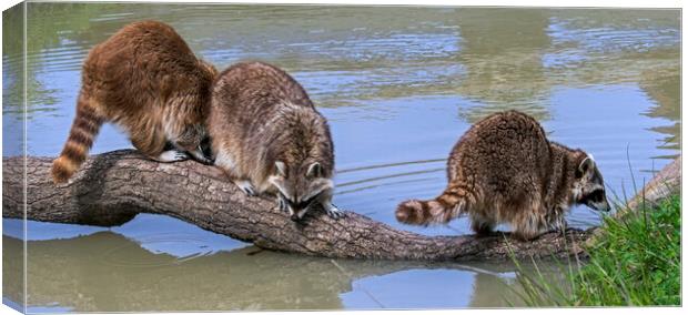 Three Raccoons on Tree Trunk in Pond Canvas Print by Arterra 