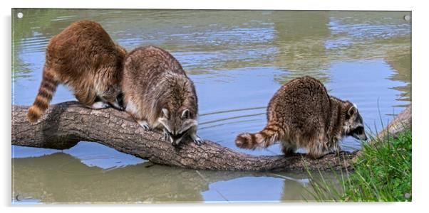 Three Raccoons on Tree Trunk in Pond Acrylic by Arterra 