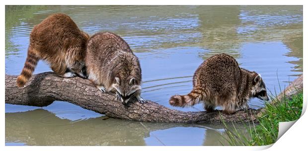 Three Raccoons on Tree Trunk in Pond Print by Arterra 