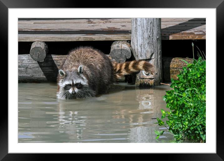 Raccoon Washing Food in Pond Framed Mounted Print by Arterra 