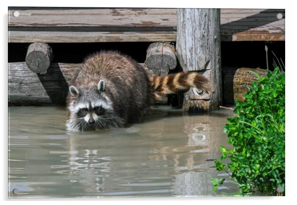 Raccoon Washing Food in Pond Acrylic by Arterra 