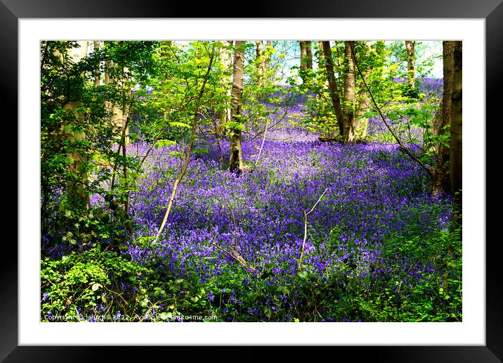 Bluebell woodland carpet Framed Mounted Print by john hill