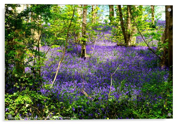 Bluebell woodland carpet Acrylic by john hill