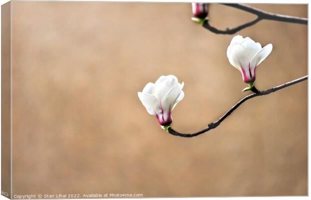 White magnolia flower bud Canvas Print by Stan Lihai