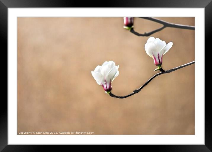 White magnolia flower bud Framed Mounted Print by Stan Lihai