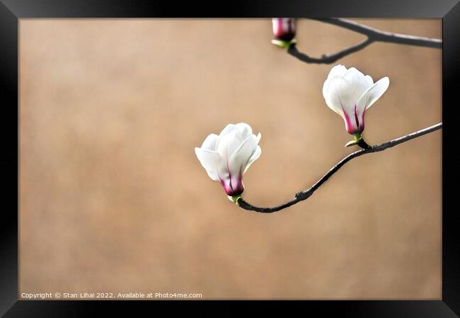 White magnolia flower bud Framed Print by Stan Lihai
