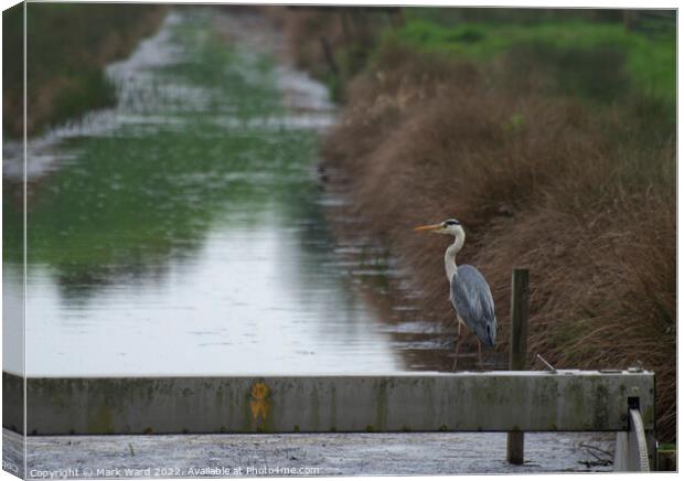 Heron patiently waiting. Canvas Print by Mark Ward