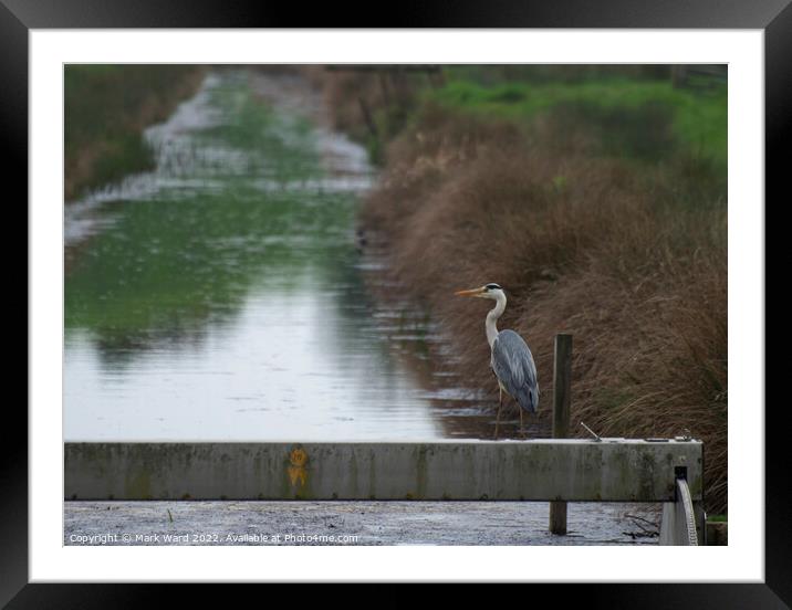 Heron patiently waiting. Framed Mounted Print by Mark Ward