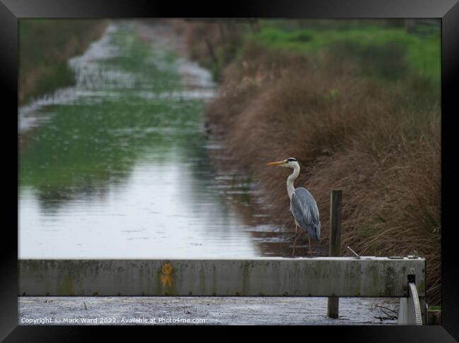 Heron patiently waiting. Framed Print by Mark Ward