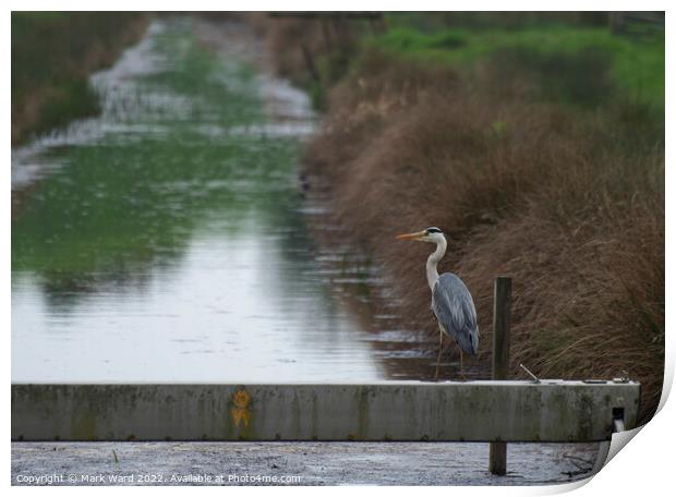 Heron patiently waiting. Print by Mark Ward
