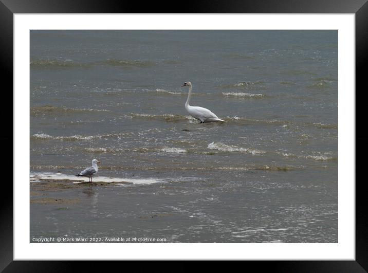 Swan in the Sea. Framed Mounted Print by Mark Ward