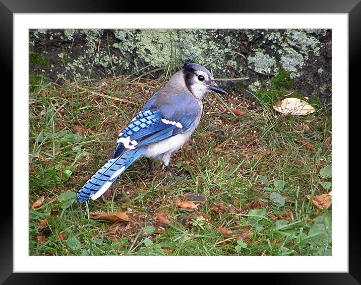Blue Jay Framed Mounted Print by Donna Duclos
