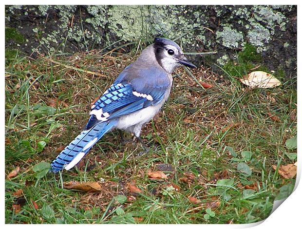 Blue Jay Print by Donna Duclos