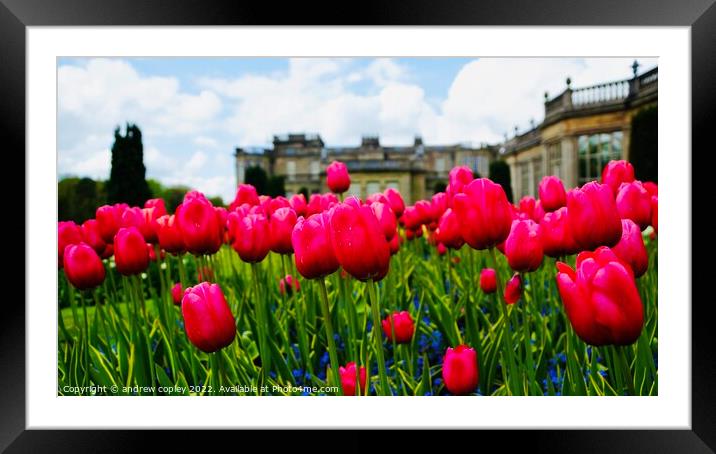 Tulips at Lyme Park Framed Mounted Print by andrew copley