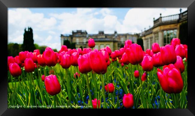 Tulips at Lyme Park Framed Print by andrew copley