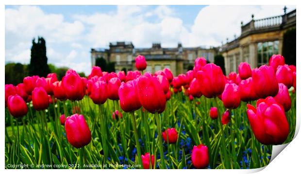 Tulips at Lyme Park Print by andrew copley