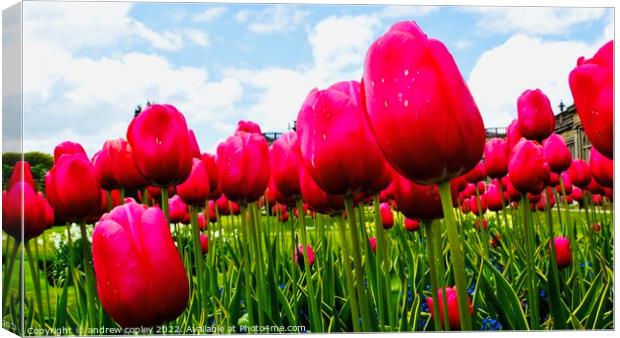 The Tulip Garden Canvas Print by andrew copley
