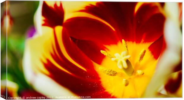 The macro flower Canvas Print by andrew copley