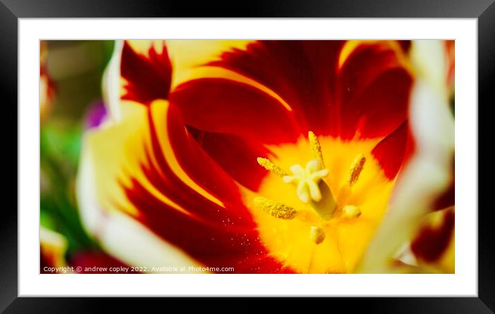 The macro flower Framed Mounted Print by andrew copley