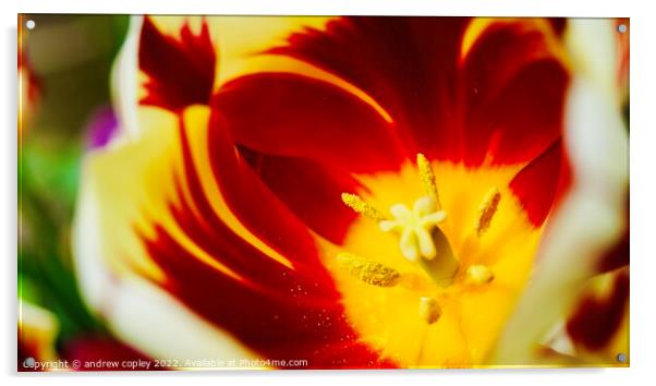 The macro flower Acrylic by andrew copley