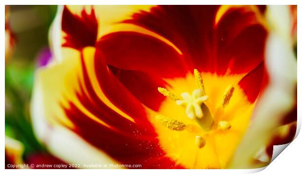 The macro flower Print by andrew copley