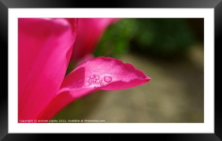 Raindrop Flower Framed Mounted Print by andrew copley
