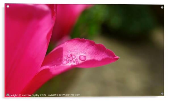 Raindrop Flower Acrylic by andrew copley
