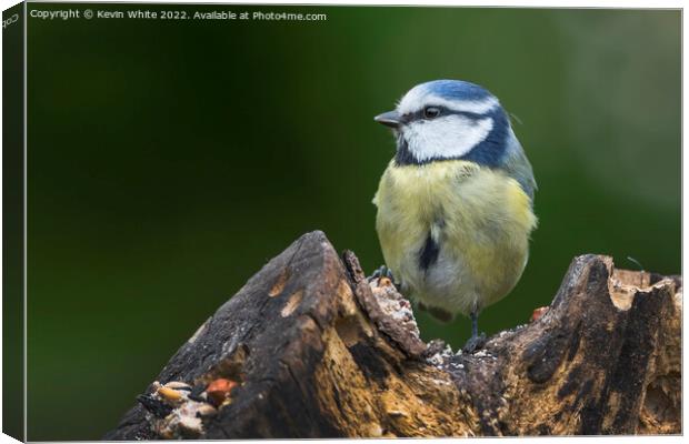 Blue Tit feeding off old log Canvas Print by Kevin White