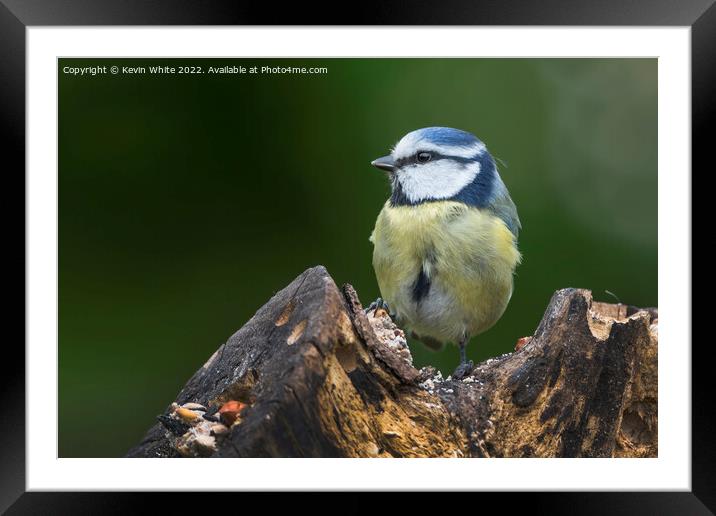 Blue Tit feeding off old log Framed Mounted Print by Kevin White