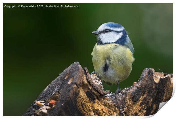 Blue Tit feeding off old log Print by Kevin White