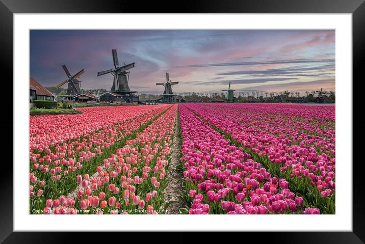 Tulips and Windmills at sunrise Framed Mounted Print by Gail Johnson