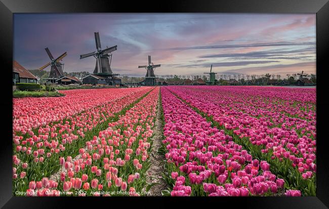 Tulips and Windmills at sunrise Framed Print by Gail Johnson