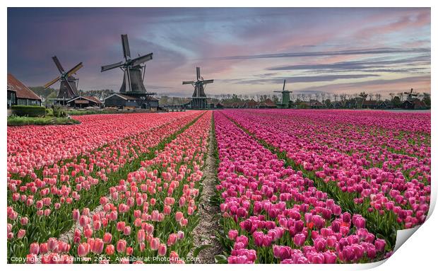 Tulips and Windmills at sunrise Print by Gail Johnson