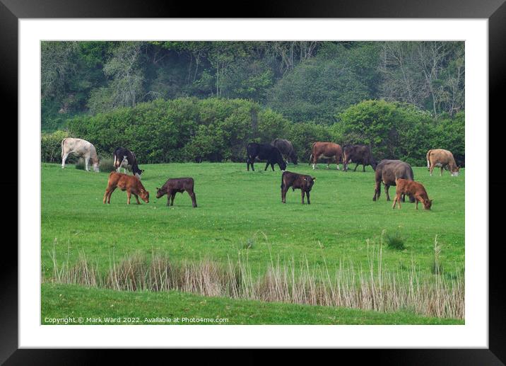 Cattle in Sussex. Framed Mounted Print by Mark Ward